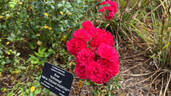 Toscana Vigorosa rose photo