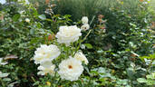 Polar Express ™ rose photo
