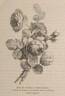 Rose des peintres rose photo
