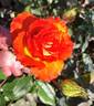 Matador rose photo