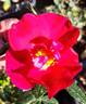 Gina's Rose™ rose photo
