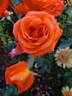 Marina ® rose photo