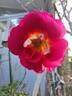Ketchup rose photo