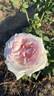 For Xindi rose photo