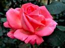 Mazowsze rose photo