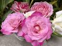 Alicia Courage rose photo