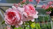 AUSclub rose photo