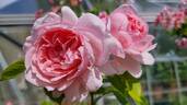 AUSclub rose photo