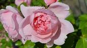 AUSclub rose photo