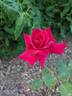 Lubra rose photo