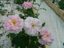 11-21-02 rose photo