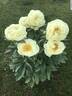 Lemon Chiffon peony photo