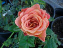 Rosie The Riveter ™ rose photo