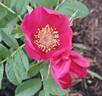Hart Crane rose photo