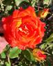 Matador rose photo