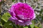 Anaïs Ségalas rose photo