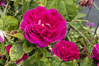 Alexis Lepère rose photo