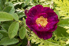 Alain Blanchard rose photo