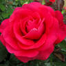 In Love Again rose photo