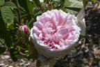 Belle Isis rose photo