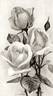 Mary Merryweather rose photo