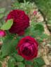 Empereur du Maroc rose photo