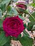 Empereur du Maroc rose photo