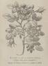 <i>Rosa alba flore simplici</i> rose photo