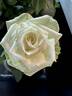 Andromeda Hit rose photo