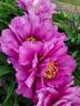 Morning Lilac peony photo