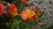 Ar Duen ® rose photo