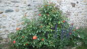 Ar Duen ® rose photo