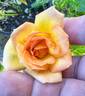Gaye Hammond rose photo