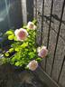 White Gold rose photo