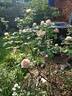 White Gold rose photo