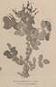 R. macrophylla crasseaculeata rose photo