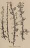 R. sericea pteracantha rose photo