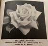 Mrs. Theodore Roosevelt rose photo