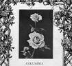 Columbia rose photo