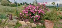 Futtaker Schlingrose rose photo