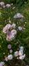 Andrea Palladio rose photo