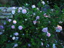 Belle Isis rose photo