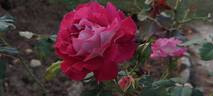 Bernard Mas ® rose photo
