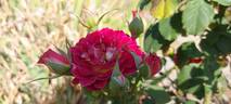 Bernard Mas ® rose photo