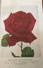 Rome Glory rose photo