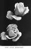 Miss Alice Roosevelt rose photo