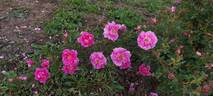 <i>Rosa californica</i> 'Plena' rose photo