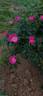 <i>Rosa canina</i> 'kiese' rose photo