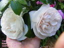 Herkules rose photo