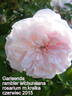 Garisenda rose photo
